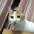 阿萨莫阿asamoah