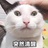 华华猫