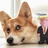 corgi