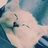 Eterna_ZYF