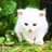 猫星人