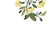 Staraive_