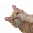 不爱吃鱼的猫