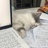 梨花淡白柳深青
