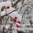 石雪
