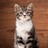 babycat林