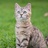 猫豆豆