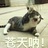 斗地主的沙雕猫