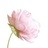 甜蜜蜜