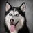 B1XmDog