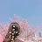 木槿昔年