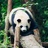 豆豆