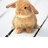 bbunny