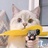 🐈