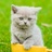 猫七