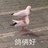 地瓜田里一只猹