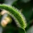 野草
