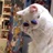 养只猫吧