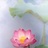 杨宝霞