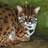 catcat520