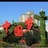 常家刘卫国