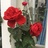 winflowerlq