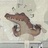 TianX丶
