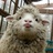 老羊 🐑