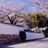 认真的雪