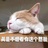 木叶