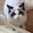 猫猫饼籽