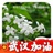 丁香