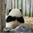白鹭