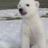 polarbear