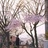 一树花开