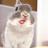 RRabbit