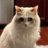 22meow