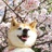 风信子SSR