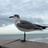 Mockingbird 