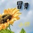 冒芽小垲