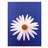 Daisysun