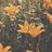 豆友J9GNXclioQ
