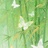 孟