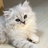 猫猫