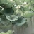 绿荷青香