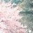 不相信眼泪