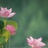 白云黑土豆