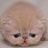 猫咪吃鱼之神