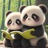 panda