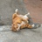 猪猪包